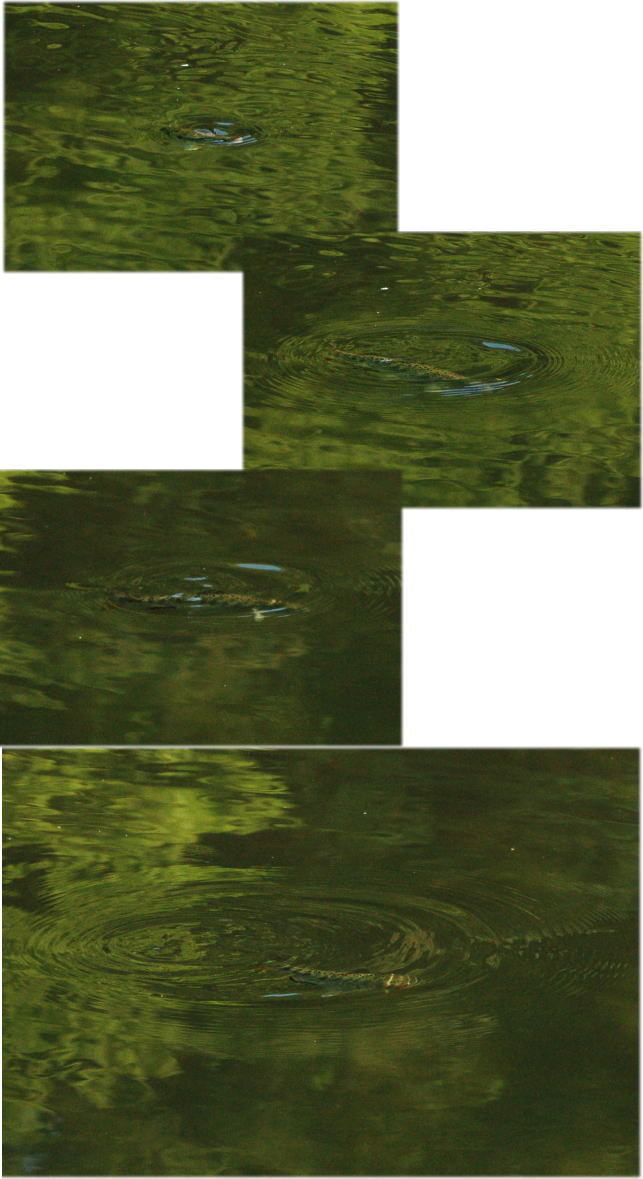 c0072785_21464827.jpg
