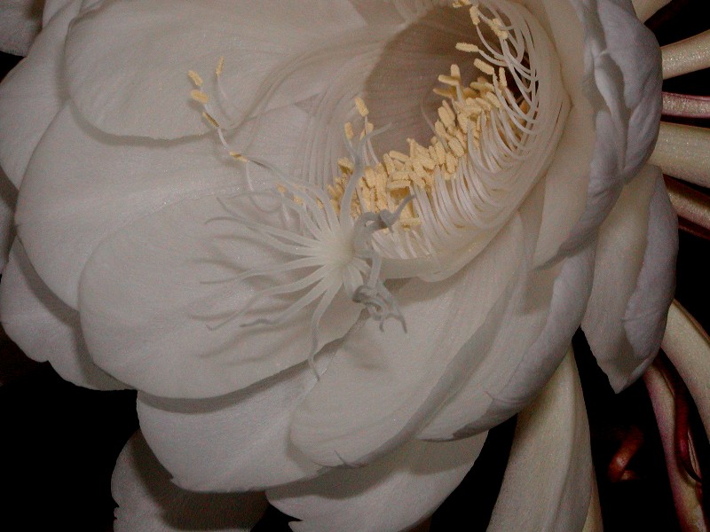 a0004023_917980.jpg