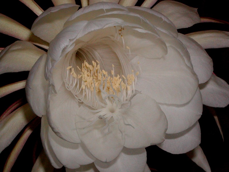 a0004023_9184859.jpg
