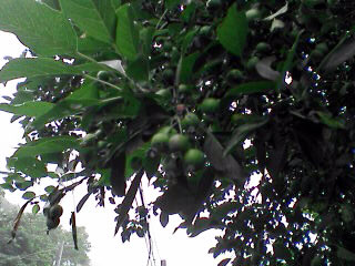 e0037129_16554391.jpg