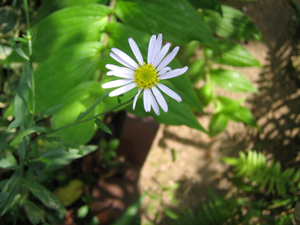e0110940_21423631.jpg