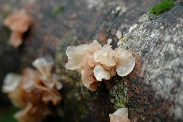 c0077847_2194859.jpg