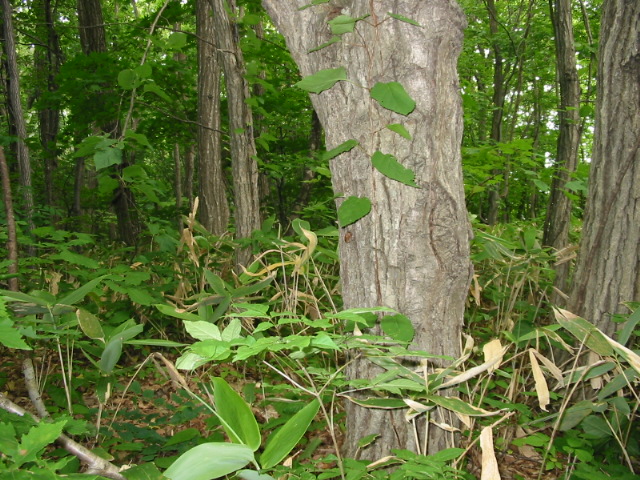 f0122259_20343617.jpg