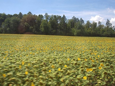 e0066062_115555.jpg