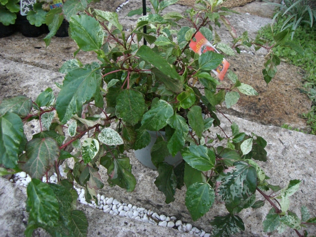 b0119969_18142348.jpg