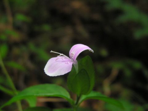 c0042869_2111293.jpg