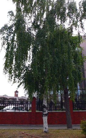 a0046429_19325168.jpg
