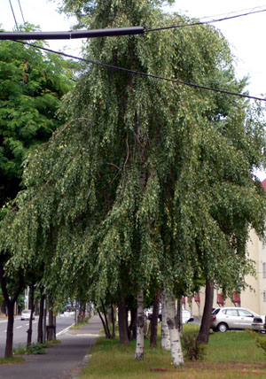 a0046429_1933680.jpg