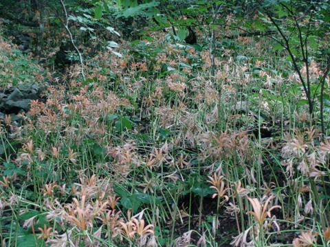 c0077338_650248.jpg