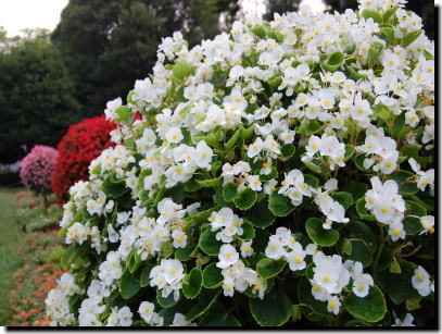 8月5日薬師池公園