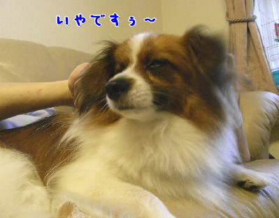 d0013149_028380.jpg