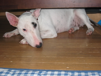 c0073152_21595616.jpg