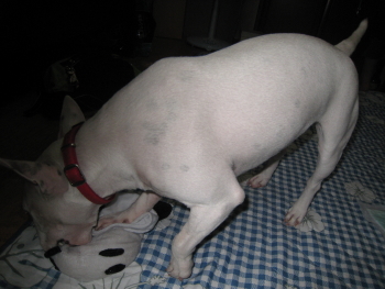 c0073152_2218456.jpg
