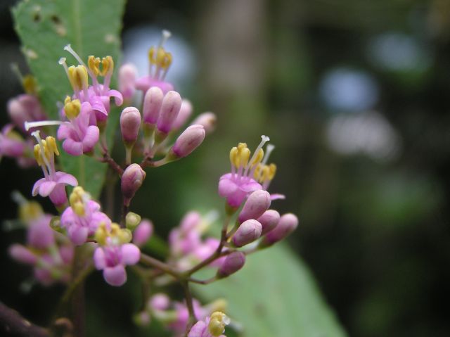 c0042869_21304557.jpg