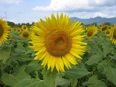 a0038882_1181748.jpg