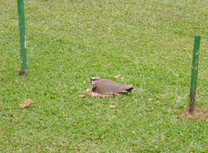 e0118096_8475470.jpg