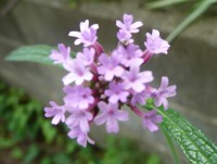 e0080345_8212777.jpg