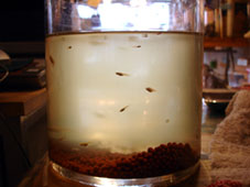d0029958_1936196.jpg