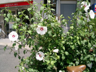 a0085663_2351894.jpg