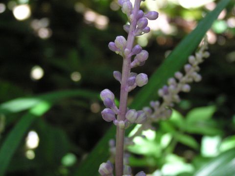 c0042869_187145.jpg