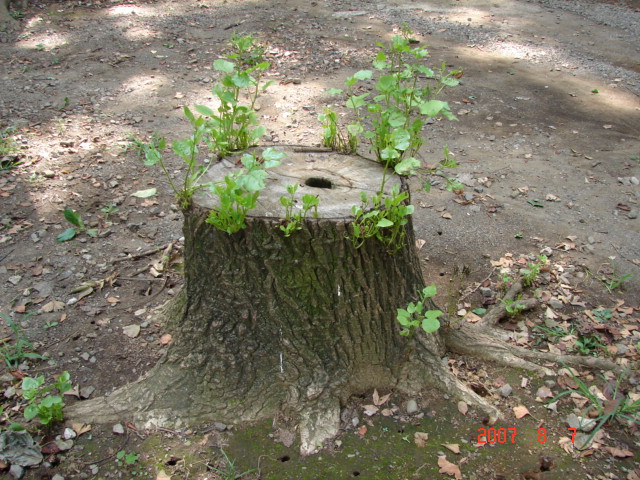 f0104277_9322281.jpg