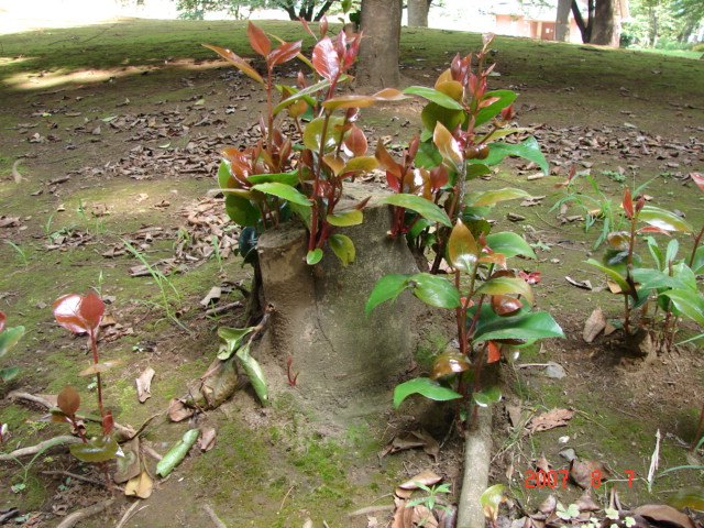 f0104277_9362632.jpg