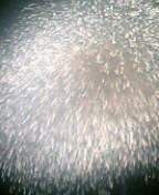f0004180_955259.jpg