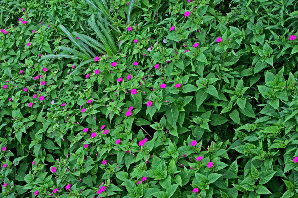 a0083081_1710876.jpg