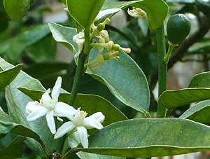 e0099905_21201493.jpg