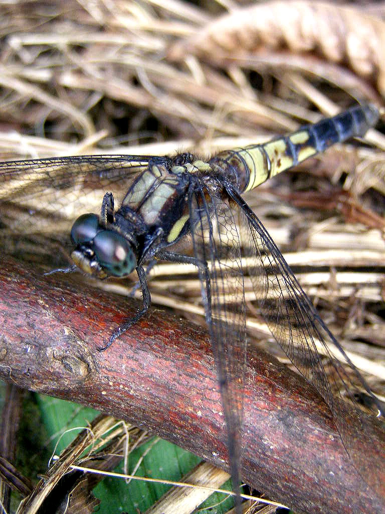 e0064158_1281346.jpg
