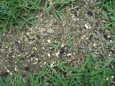 e0106372_929306.jpg