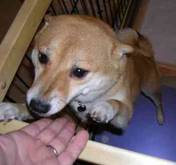 f0004309_17555547.jpg