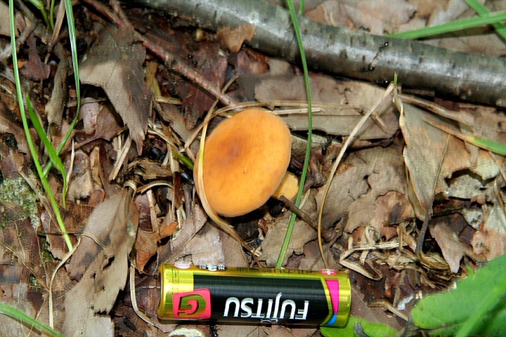d0012134_1622313.jpg