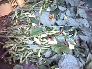 b0058450_2013228.jpg