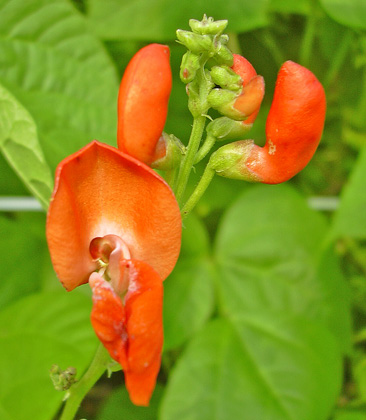 a0001354_20125598.jpg