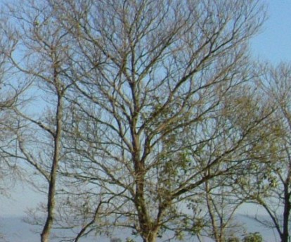 e0118096_8502953.jpg