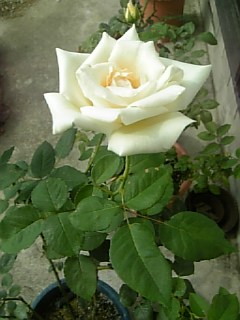e0098908_2203373.jpg