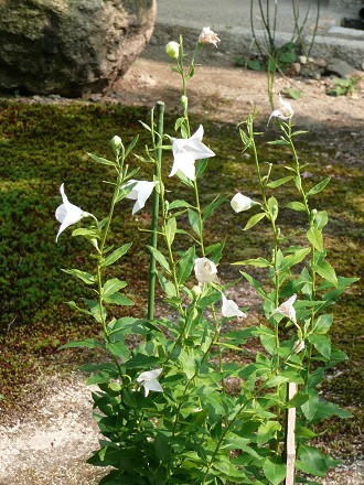 c0057946_1630391.jpg