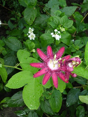 b0120159_1330566.jpg