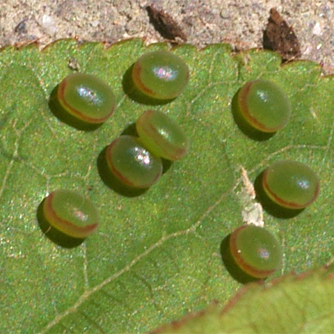 c0068168_919571.jpg