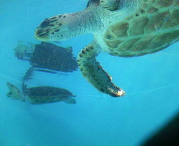 e0018777_1473445.jpg