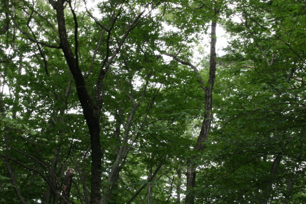 e0114977_101598.jpg