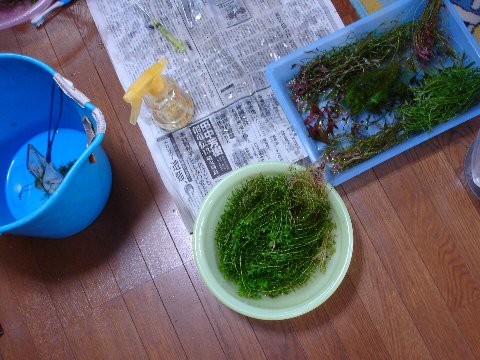 f0087479_036990.jpg