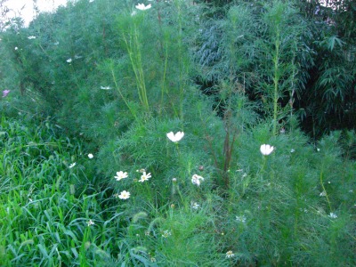 c0078480_015482.jpg