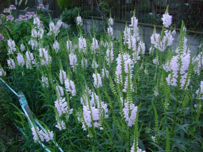 c0078480_039091.jpg