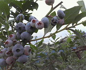 f0009781_12581592.jpg