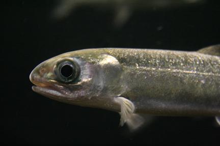 d0064399_938791.jpg