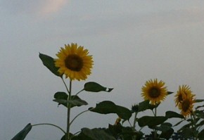f0068511_20141977.jpg