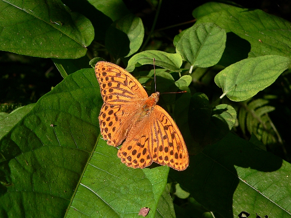 e0002314_21462848.jpg