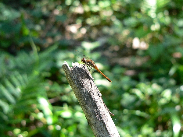 e0002314_2152315.jpg